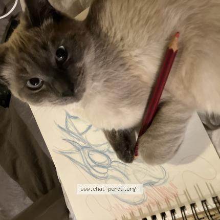 Photo 1/1 Luccia Fondriest Chat perdu à Begles