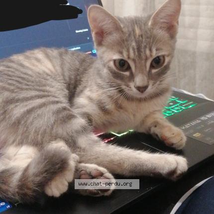 Photo 1/1 Crème Chat perdu à Perigny