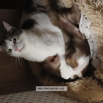 Photo 1/1 Willy Chat perdu à Montautour