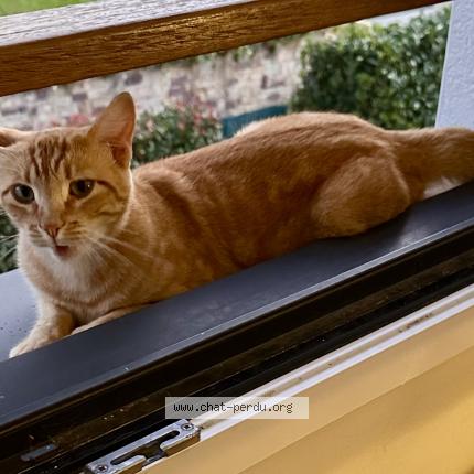 Photo 1/2 Johnny Chat perdu à Anglet