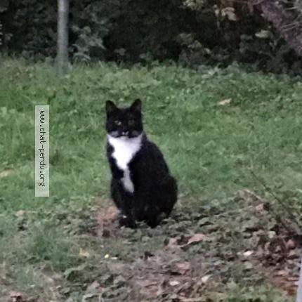 Photo 1/1 Chat retrouvé Trouvé à Creuse