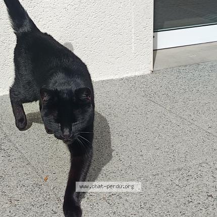 Photo 1/1 Chat trouvé Trouvé à Cesson sevigne