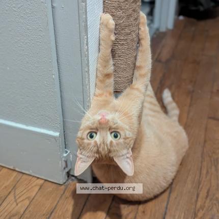 Photo 1/1 Chat retrouvé Perdu à Nancy