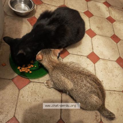 Photo 1/2 Arsouille Chat perdu à Chezeneuve