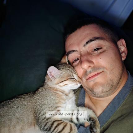 Photo 2/2 Arsouille Chat perdu à Chezeneuve