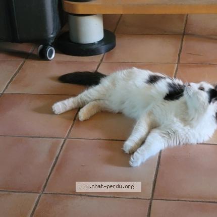 Photo 1/1 Marley Chat perdu à Rousset