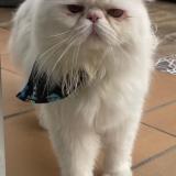 Photo de chat perdu à Rionegro