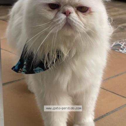 Photo 1/1 Kenzo Chat perdu à Rionegro