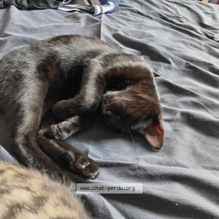 Photo 1/1 Atchoum Chat perdu à Le havre