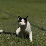 Photo de chat perdu à Nairobi