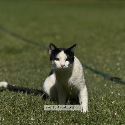 Photo 1/1 Snowy Chat perdu à Nairobi