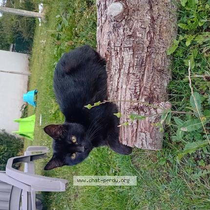 Photo 1/1 Doowie "doudou" Chat perdu à Aulnoye aymeries