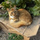 Photo de chat perdu à Chesapeake