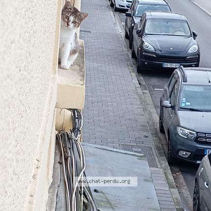 Photo 1/1 Tigresse Chat perdu à Lievin