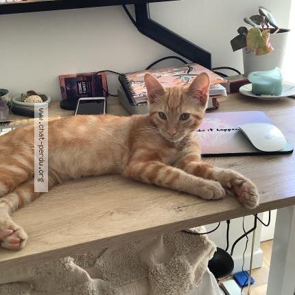 Photo 1/1 Chat retrouvé Perdu à Sainte foy la grande