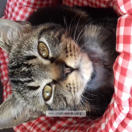 Photo 1/1 Glazick Chat perdu à Saffre