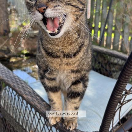 Photo 1/1 Beanie Chat perdu à Mount albert