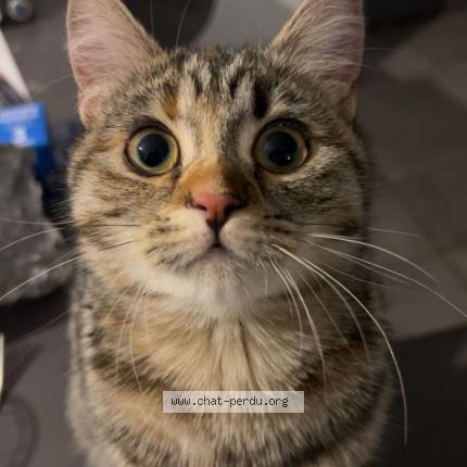 Photo 1/1 Reboul Julie Chat perdu à St hilaire de brethmas