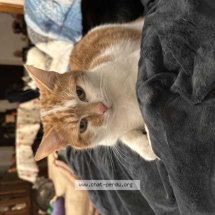 Photo 1/1 Kiwi Chat perdu à Sallaumines