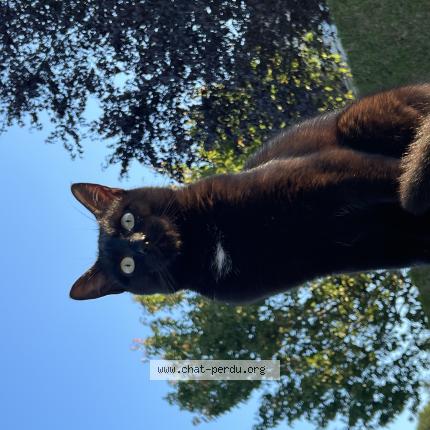 Photo 1/1 Simba Chat perdu à Trevenans