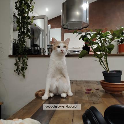 Photo 1/1 Merlin Chat perdu à Vienne