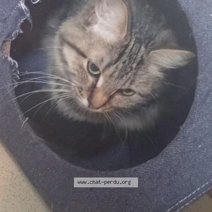 Photo 1/1 Chat trouvé Trouvé à Montierchaume