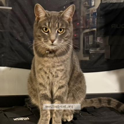 Photo 1/1 Liv Chat perdu à Stuarts draft