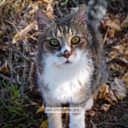 Photo 1/1 RASPOUTINE Chat perdu à Arles
