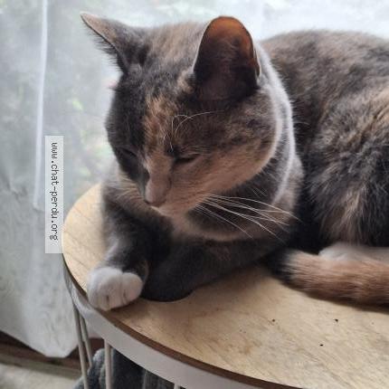 Photo 2/5 Willow Chat perdu à Louvain la neuve