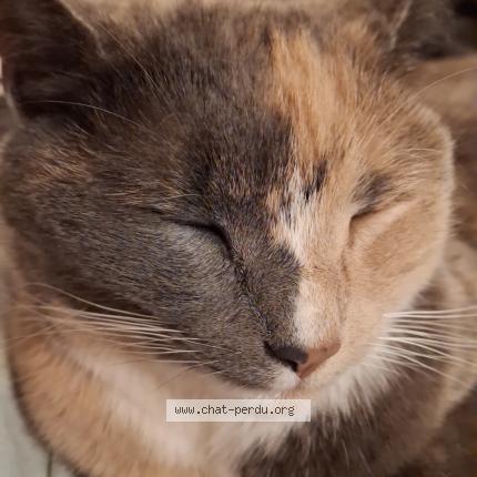 Photo 3/5 Willow Chat perdu à Louvain la neuve