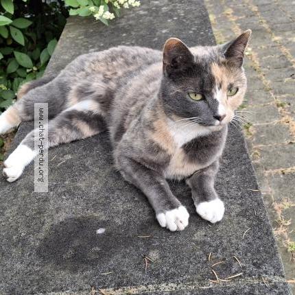 Photo 5/5 Willow Chat perdu à Louvain la neuve