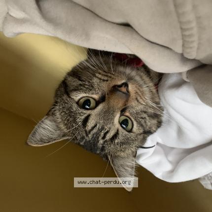 Photo 1/1 Shadow Chat perdu à Caen