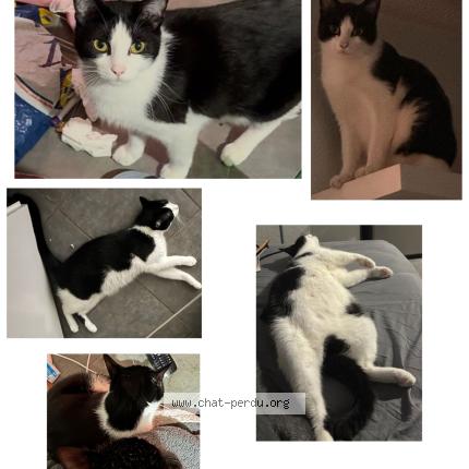 Photo 1/1 Tishaq Chat perdu à Toulouse