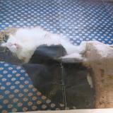 Photo de chat perdu à South Bend