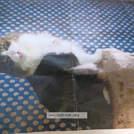 Photo 1/1 Hendrix Chat perdu à South bend