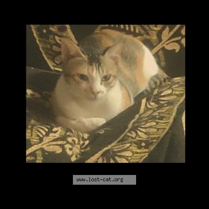 Photo 1/1 Rylee Chat perdu à Visakhapatnam