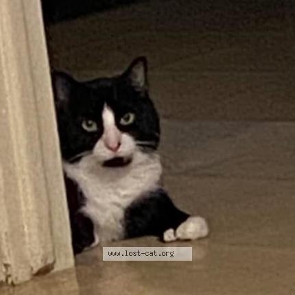 Photo 1/1 Panther Chat perdu à Worcester