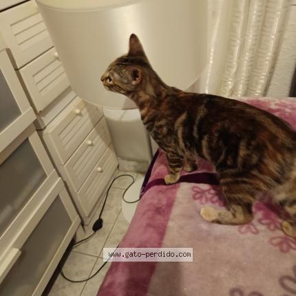 Photo 1/1 Chat trouvé Trouvé à Viladecans