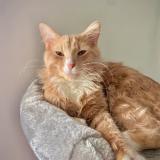 Photo de chat perdu à Asheboro