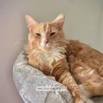 Photo 1/1 Waffles Chat perdu à Asheboro