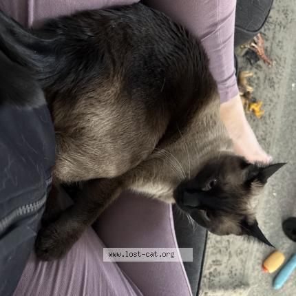 Photo 1/1 Baby Chat perdu à 84660