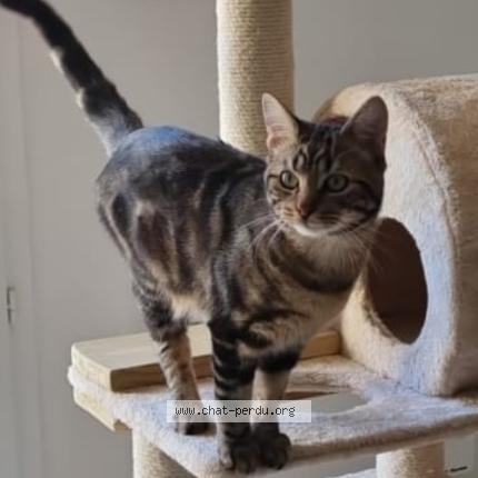 Photo 1/1 hervé Chat perdu à Epernay