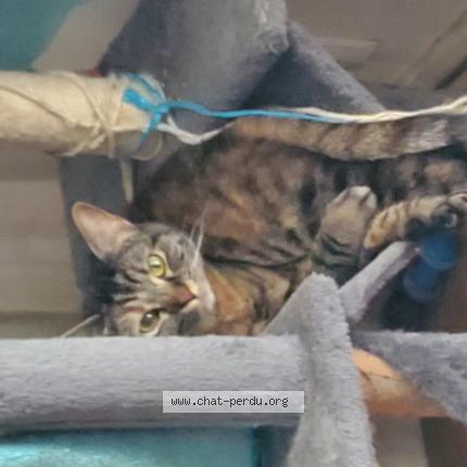 Photo 1/1 Frisquette Chat perdu à Eysines