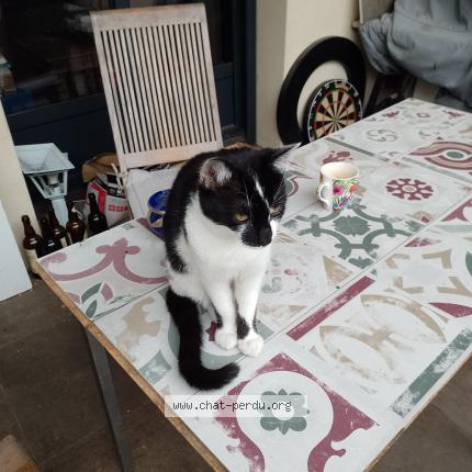 Photo 1/1 Maki Chat perdu à Toulouse