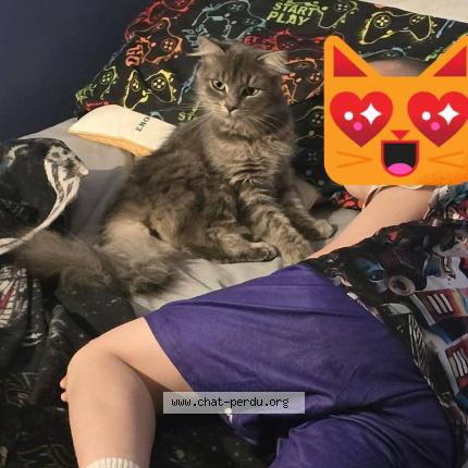 Photo 1/1 Luna Chat perdu à Mirabel