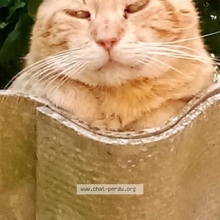 Photo 1/1 Roudoudou Chat perdu à Fontenay le comte