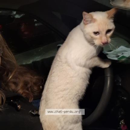 Photo 1/1 Simba Chat perdu à Mondonville