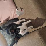 Photo de chat perdu à Northcliff Randburg Gp