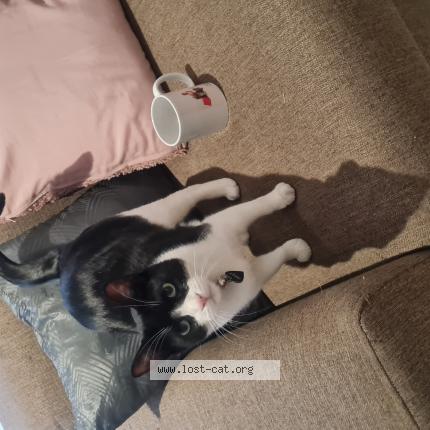 Photo 1/1 Jerry Chat perdu à Northcliff randburg gp