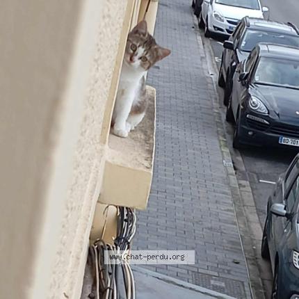 Photo 1/1 Tigresse Chat perdu à Lievin